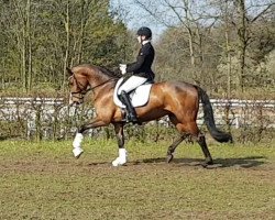 dressage horse Florentin-Royal BK (Hanoverian, 2014, from Fürstenball)