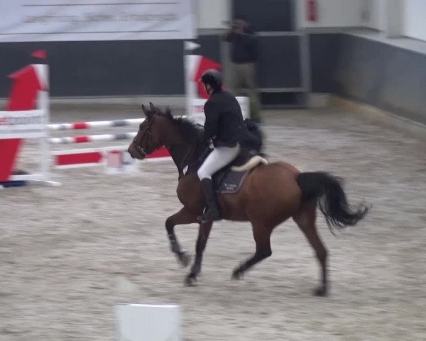 Reitturnier Mönchengladbach-Abtshof 2016