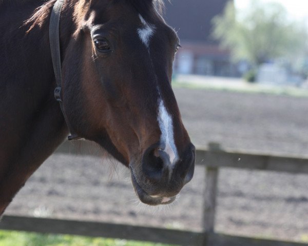broodmare Uriane (Oldenburg, 2000, from Lord Sinclair I)