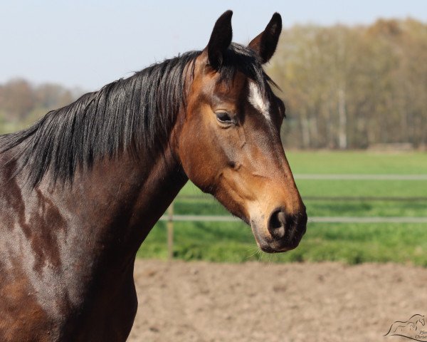 broodmare Geena Davis (Oldenburg, 2016, from Don Deluxe)