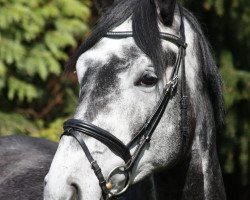 dressage horse De Campo (Oldenburger, 2015, from De Martino)