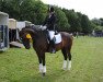 dressage horse Valentinos Casanova (German Riding Pony, 2003, from Villeneuve I)