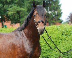 dressage horse Falco (Oldenburg, 2013, from Fürst Romancier)