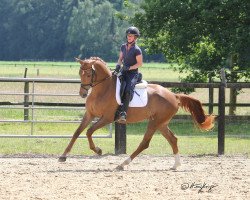 dressage horse Enne Em (Westfale, 2016, from Escolar)