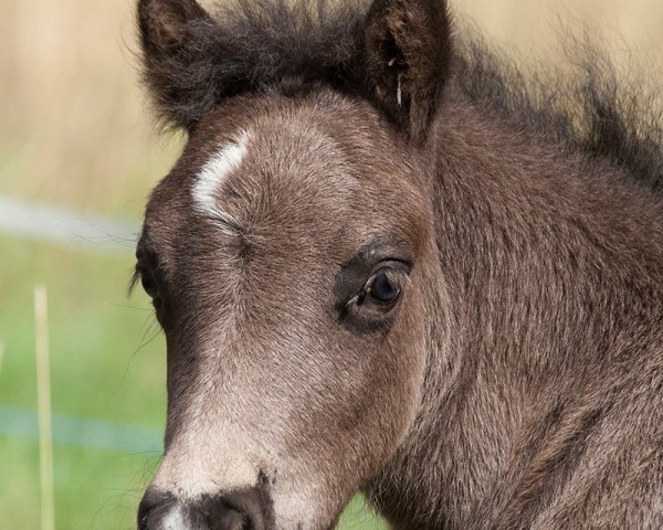 Pferd Vampir (Shetland Pony, 2015, von Freesena's Veneziano)