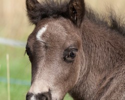 horse Vampir (Shetland Pony, 2015, from Freesena's Veneziano)