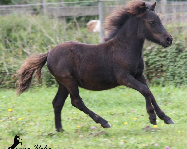 Pferd Püppchen (Shetland Pony, 2014, von Karuso of Baltic Sea)