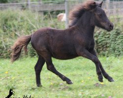 horse Püppchen (Shetland Pony, 2014, from Karuso of Baltic Sea)