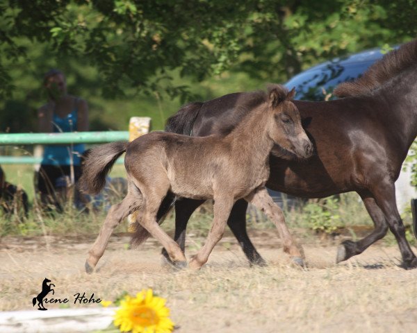 horse Knuffel (Shetland Pony, 2014, from Karuso of Baltic Sea)