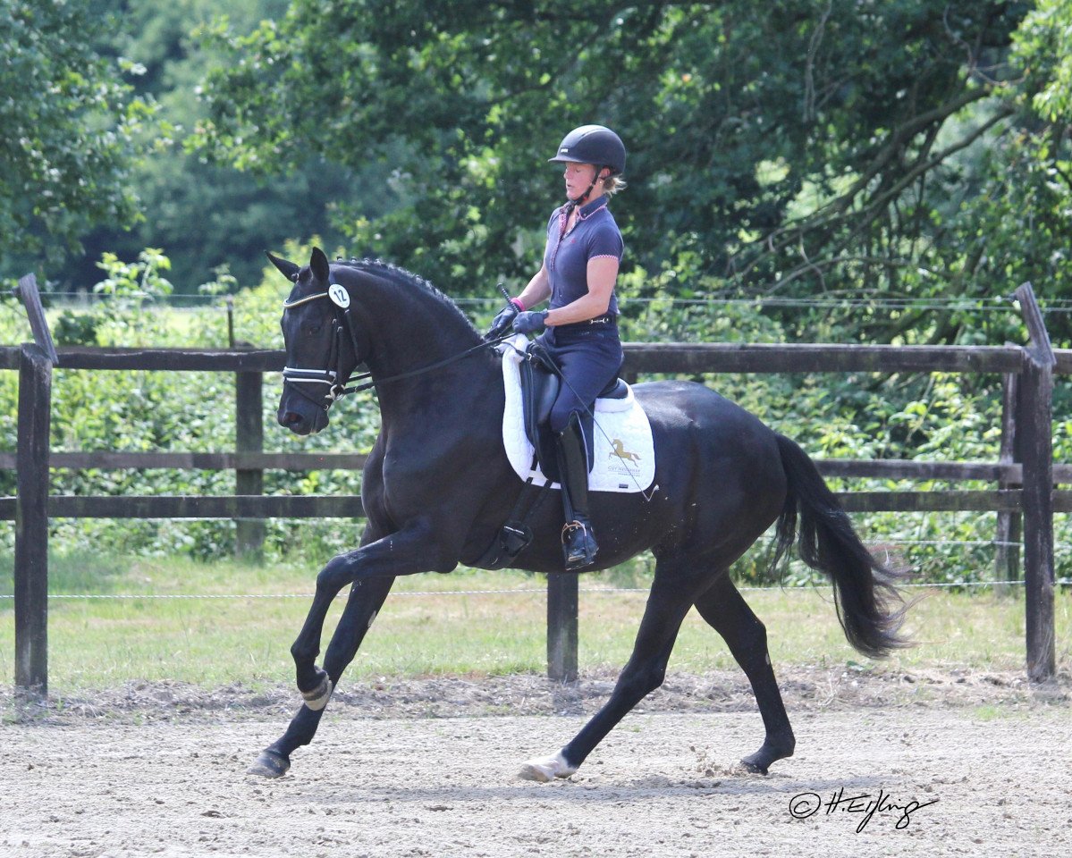 broodmare Fabella Noir F (Westphalian, 2016, from For Romance I)