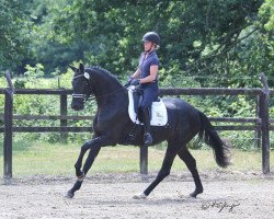 broodmare Fabella Noir F (Westphalian, 2016, from For Romance I)