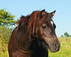 Pferd Polly (Shetland Pony, 2015, von Freesena's Veneziano)