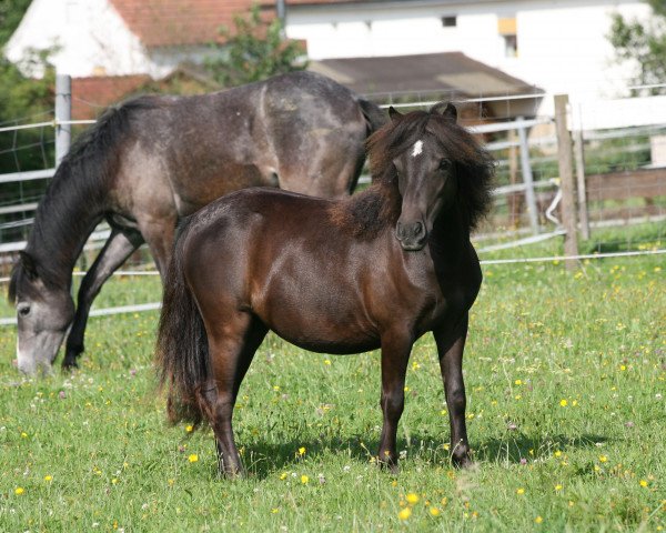 broodmare Piccolina (Shetland Pony, 2009, from Holsteins Bonavista)