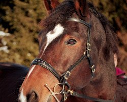 horse Jaro (Polish Warmblood, 2006, from Nefryt)