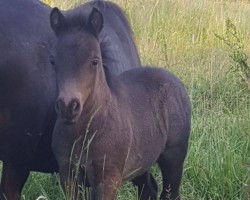 Pferd Kleiner Donner (Shetland Pony, 2017, von Kronprinz van den Niederlanden)