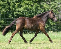 dressage horse Banino (Shetland Pony, 2008, from Holsteins Bonavista)