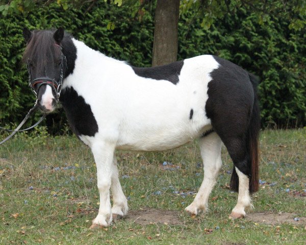 Zuchtstute Pearl of Beauty (Shetland Pony, 2014, von Karuso of Baltic Sea)