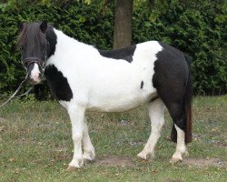 broodmare Pearl of Beauty (Shetland Pony, 2014, from Karuso of Baltic Sea)