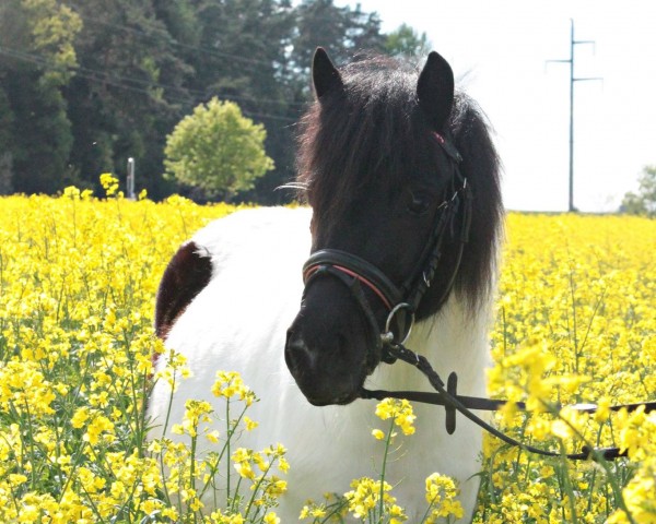 Pferd Ponyfee (Shetland Pony, 2013, von Karuso of Baltic Sea)