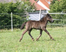 Pferd Krümel (Shetland Pony, 2011, von Karuso of Baltic Sea)