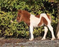 horse Keks (Shetland Pony, 2012, from Karuso of Baltic Sea)