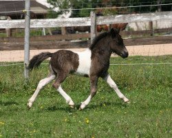 Pferd Kobold (Shetland Pony, 2011, von Karuso of Baltic Sea)