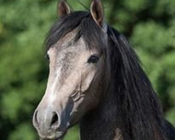 jumper Dancing Taifun (German Riding Pony, 2013, from Dancing Dynamic)