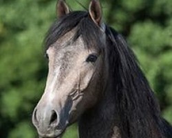 Springpferd Dancing Taifun (Deutsches Reitpony, 2013, von Dancing Dynamic)