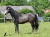 Dressurpferd Dancing Dragon (Deutsches Reitpony, 2012, von Dancing Dynamic)