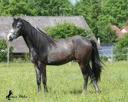 dressage horse Dancing Dragon (German Riding Pony, 2012, from Dancing Dynamic)