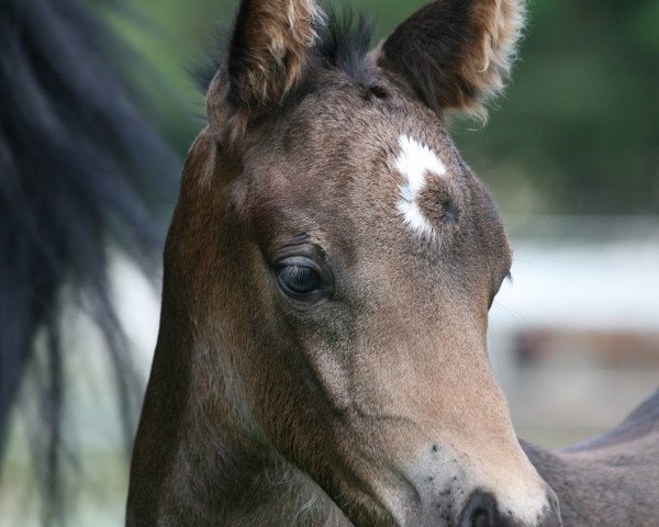 Springpferd Arkadia (Deutsches Reitpony, 2011, von Shakespeare)