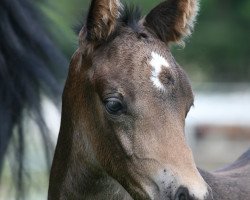 jumper Arkadia (German Riding Pony, 2011, from Shakespeare)