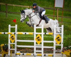 Pferd csillag (Schweizer Warmblut, von Cristallo I)