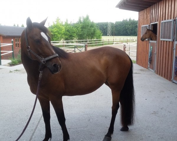 broodmare Noelle (German Riding Pony, 2005, from Nagano)