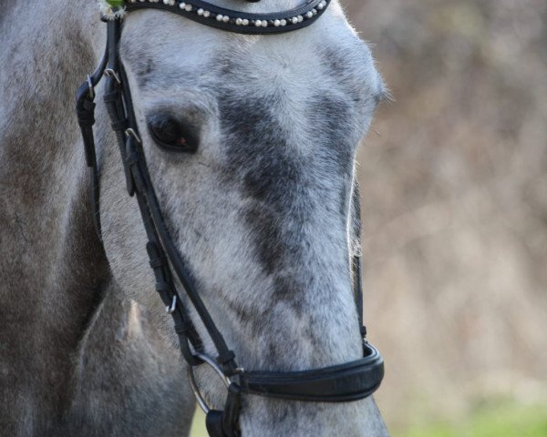 Dressurpferd Woodside Sarah (Connemara-Pony, 2014)