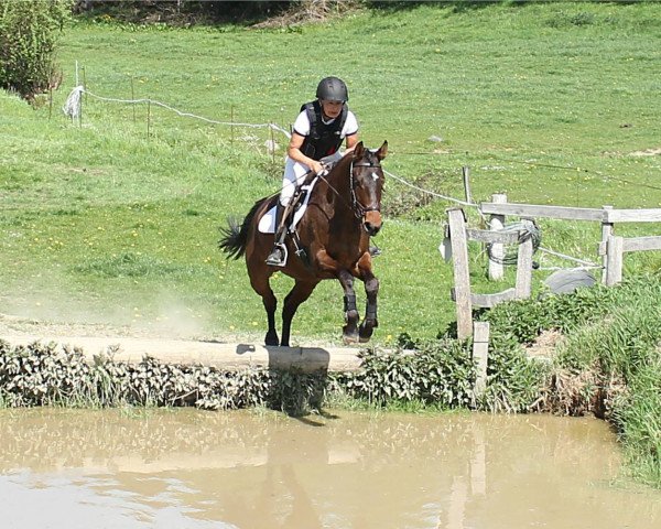 Zuchtstute Donauschwalbe (Trakehner, 2008, von Songline)