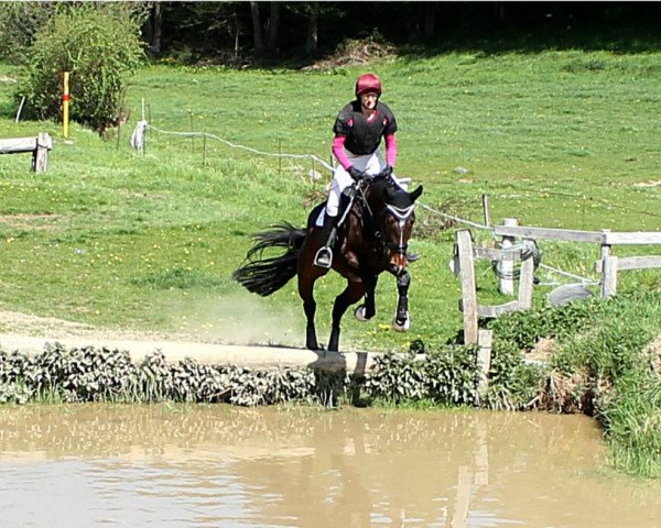eventing horse Bonne Surprise (Hanoverian, 2014, from Bon Bravour)
