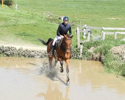 Springpferd Antonio Banderas 2 (Dänisches Warmblut, 2010, von Arezzo VDL)