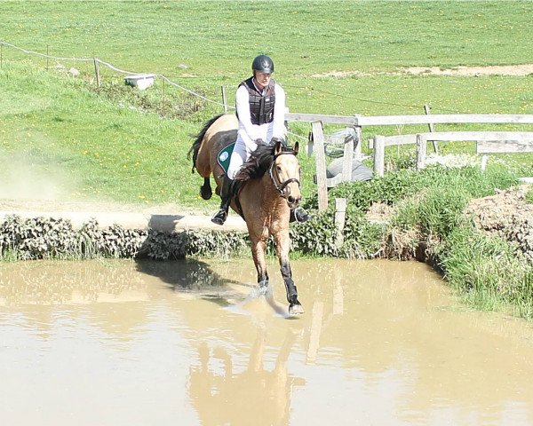 jumper Oileán Salt (Irish Sport Horse, 2006)