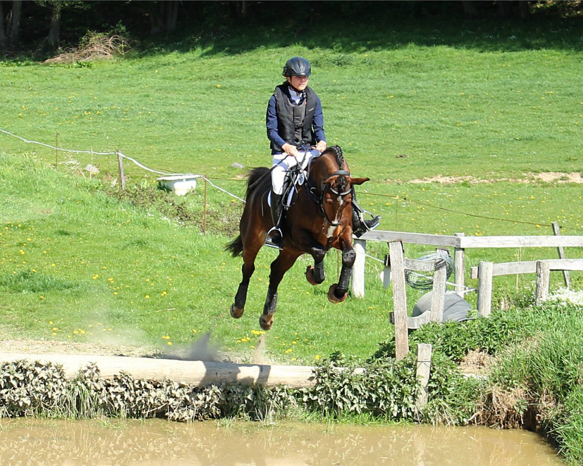 eventing horse Obos Coco (Irish Sport Horse, 2014, from Obos Quality)