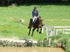 eventing horse Obos Coco (Irish Sport Horse, 2014, from Obos Quality)