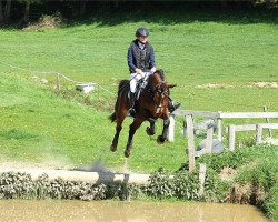 eventing horse Obos Coco (Irish Sport Horse, 2014, from Obos Quality)