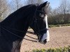 dressage horse Selinus Mathie (Oldenburg, 2010, from Souvenir)