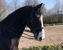 dressage horse Selinus Mathie (Oldenburg, 2010, from Souvenir)