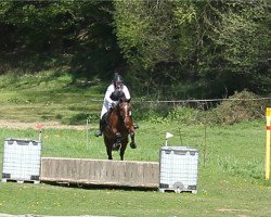 jumper Curt Cobain 4 (Hanoverian, 2010, from Cevin Costner)