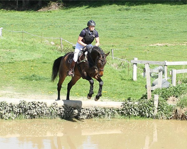 Springpferd Bali (Oldenburger, 2013, von Balou du Rouet)