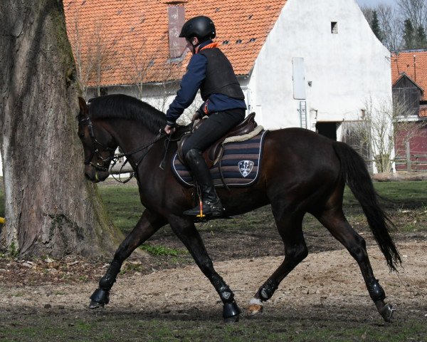 stallion Quintus (German Riding Pony, 2013, from Quaterback's Junior)