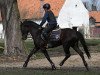 stallion Quintus (German Riding Pony, 2013, from Quaterback's Junior)