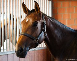 jumper Cariym (Hanoverian, 2013, from Catalido)