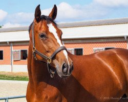 jumper Gambita 2 (Hanoverian, 2010, from Germany)